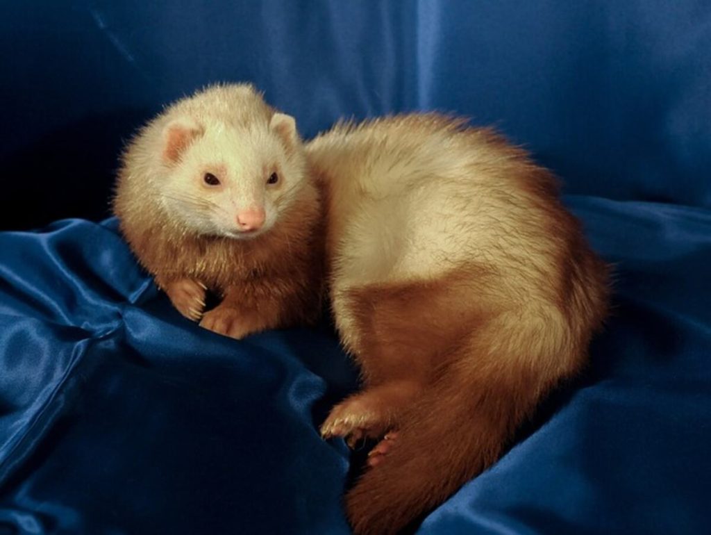 How Much Are Ferrets