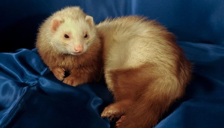 How Much Are Ferrets