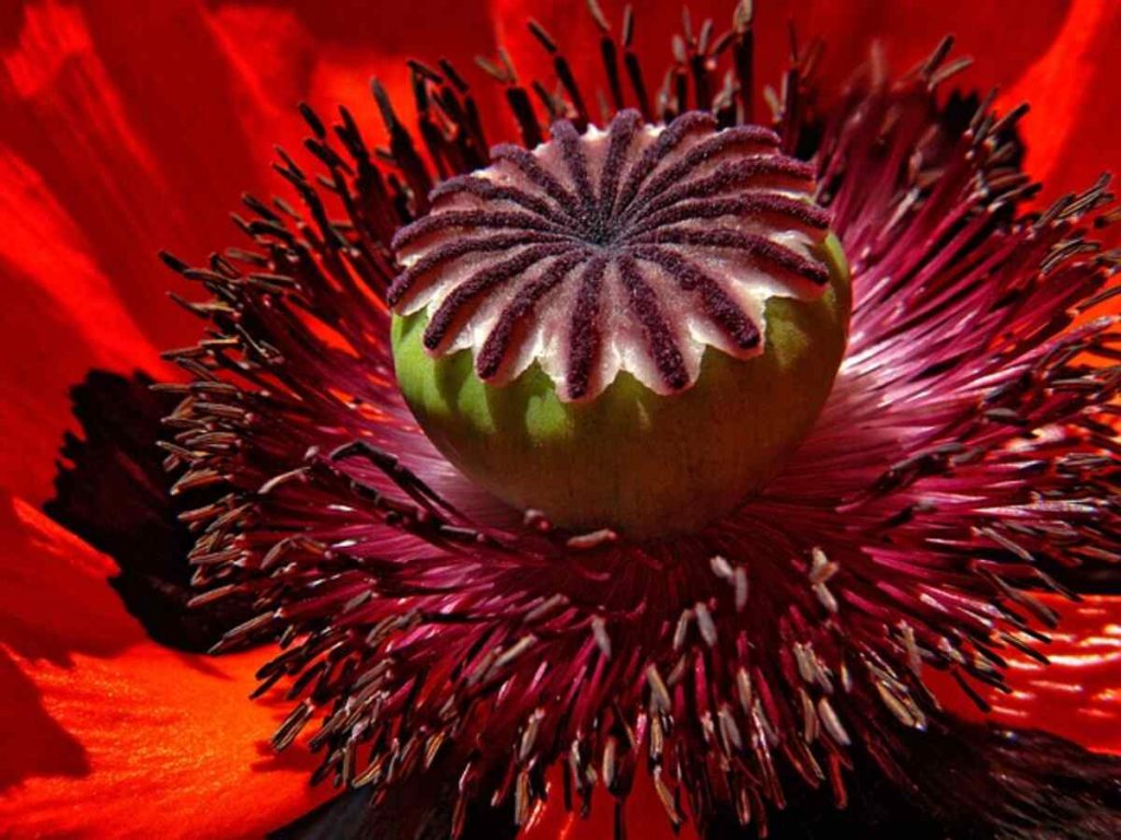 Dry poppy pods