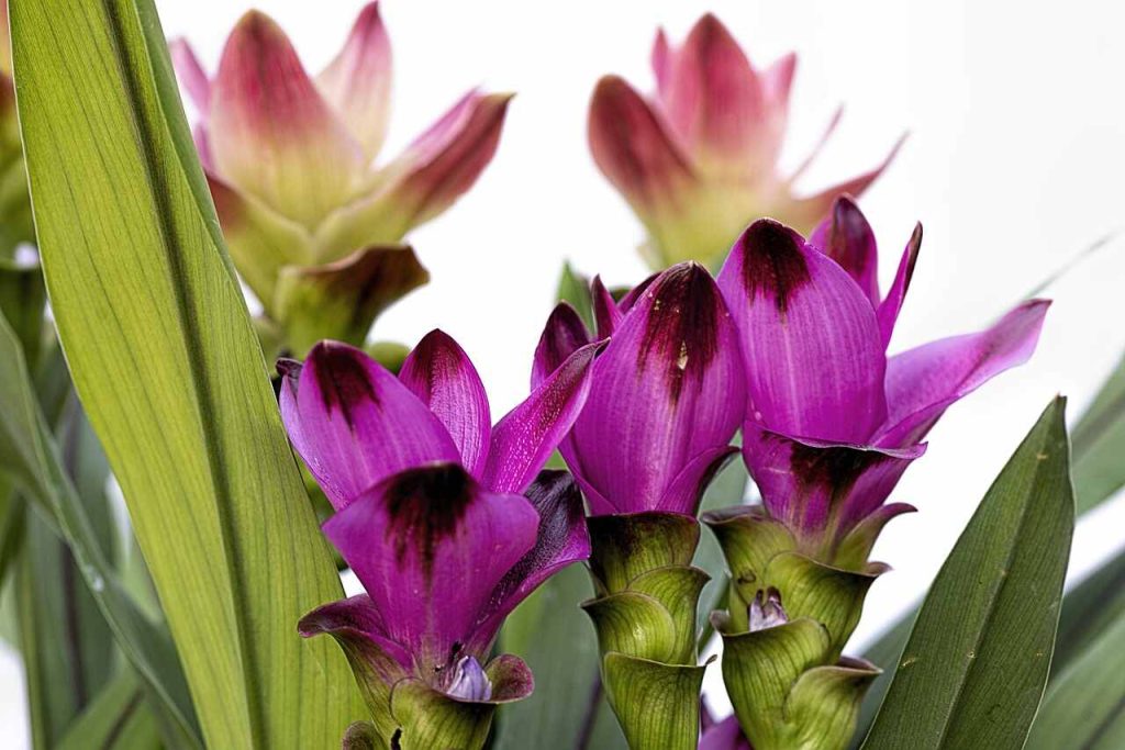 Curcuma Plant