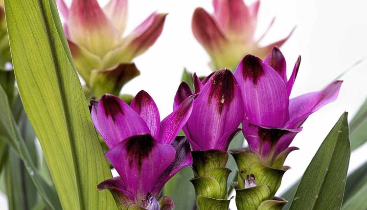 Curcuma Plant