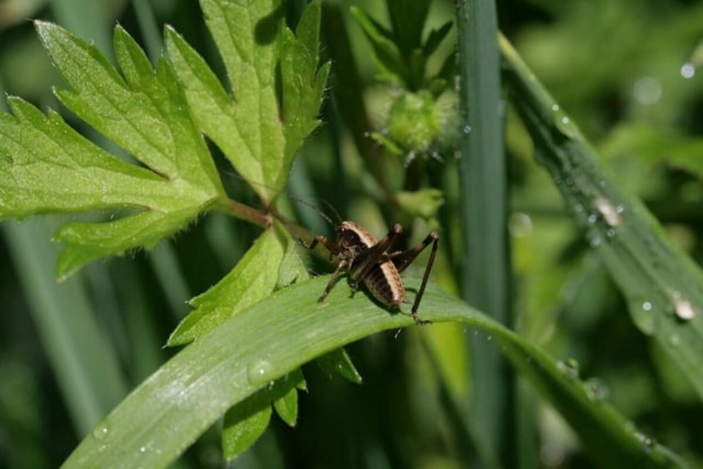 grasshopper 8077457 640