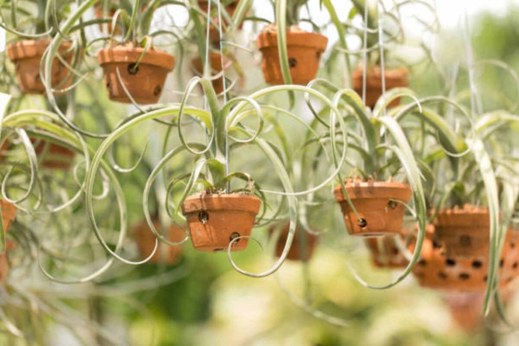 Plant Types