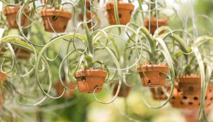Plant Types