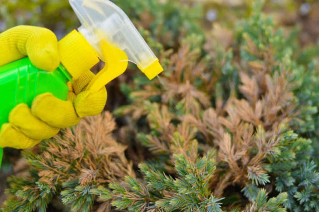 The Best Evergreen Fertilizer For Acid-Loving Soils