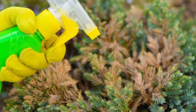 The Best Evergreen Fertilizer For Acid-Loving Soils