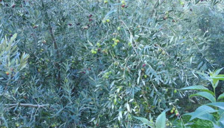 Olive Garden Creamy Mushroom Sauce