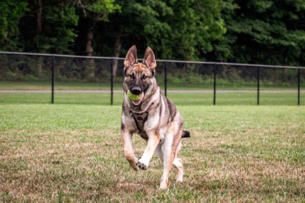 Craigslist Pets Dayton Ohio 1 Craigslist Pets Dayton Ohio