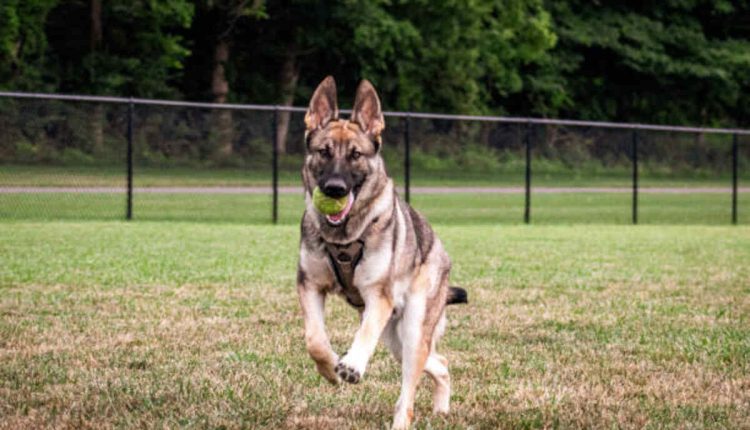 Craigslist Pets Dayton Ohio