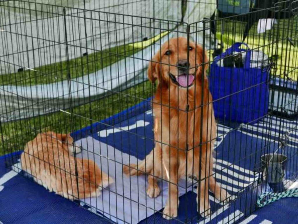 Harrisonburg Pets Craigslist