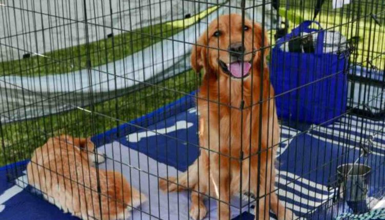 Harrisonburg Pets Craigslist