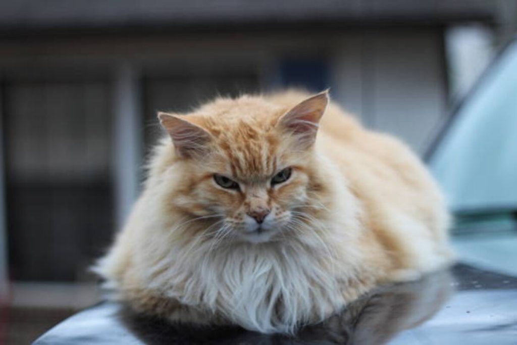 Craigslist Pets Knoxville Tn