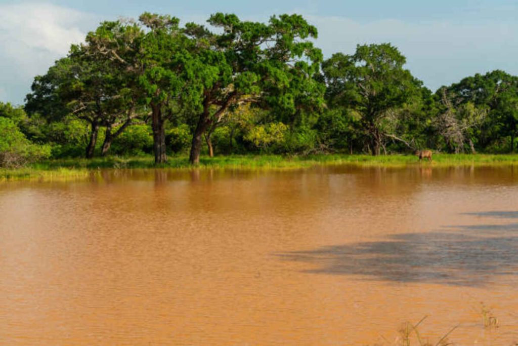 Atchafalaya River Stage 2