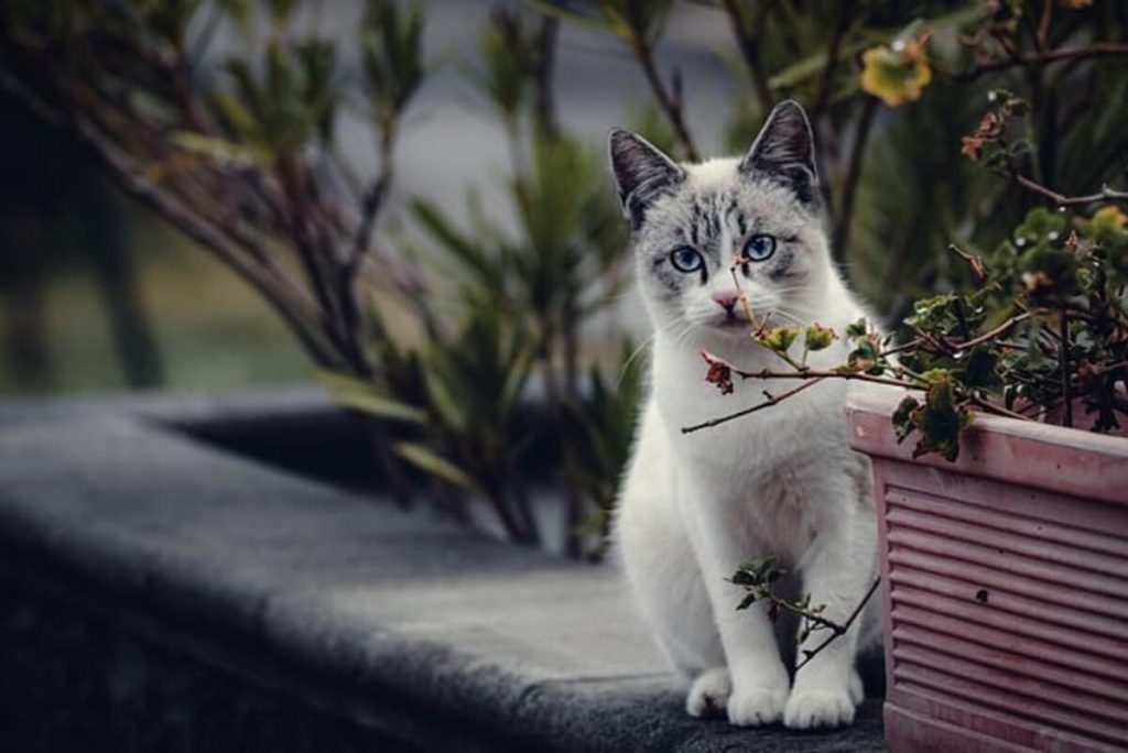 Modern cat art
