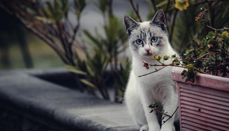 Modern cat art