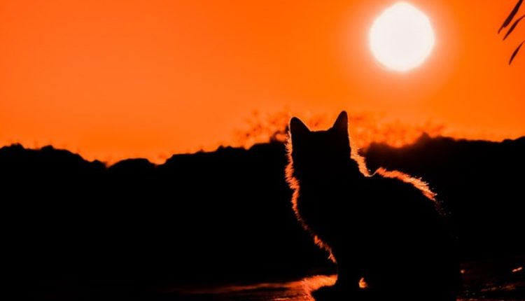 Modern cat art