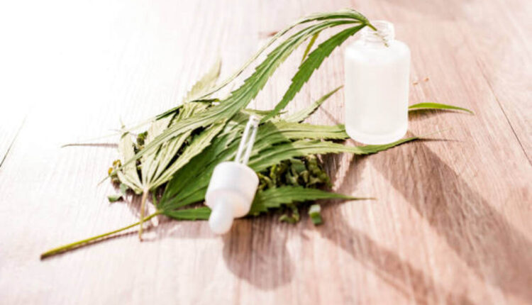 Have City Hemp Uni Master A Comprehensive Review