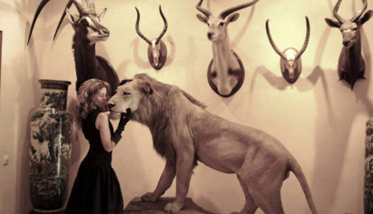 Finding the Perfect Lion Mount for Sale